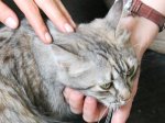 Кошку, которую ударило 6000 В