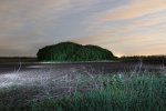 Кустяра на стероидах