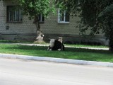 Коровы в центре Аши