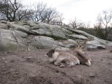 В парке Скансен
