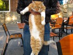 Шарообразный кот
